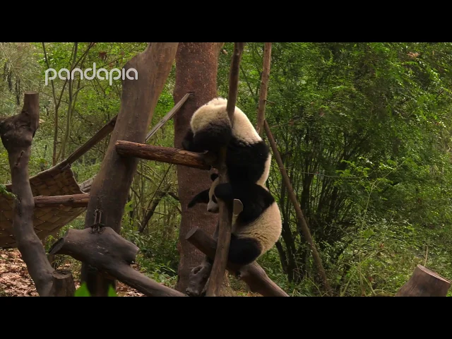 pandas fighting with their buddies